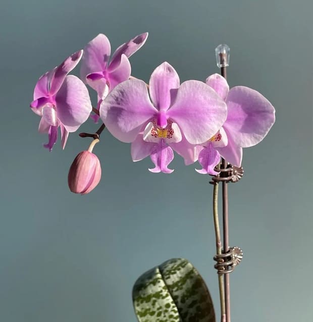 Phalaenopsis orchid