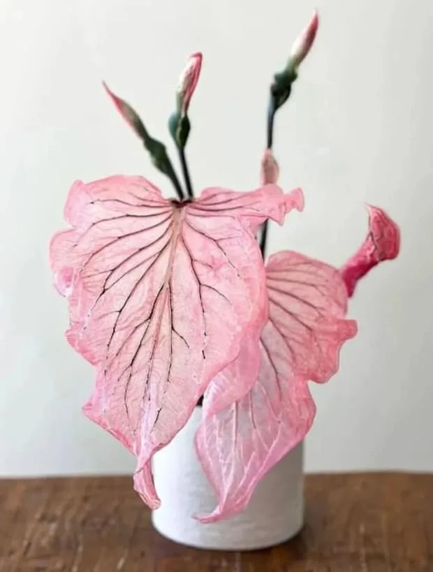 Pink Princess Caladium houseplant