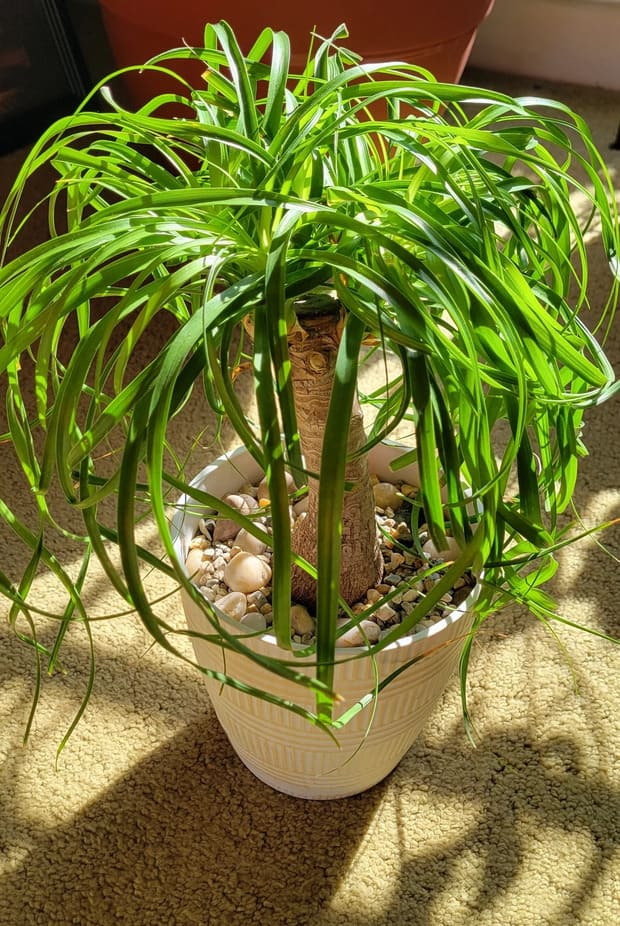 Ponytail Palm