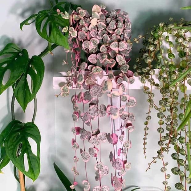 Rare Pink Variegated String of Hearts Plant