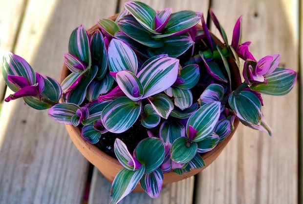 Rare Tradescantia Nanouk Lilac Plant has a beautiful pink and green variation