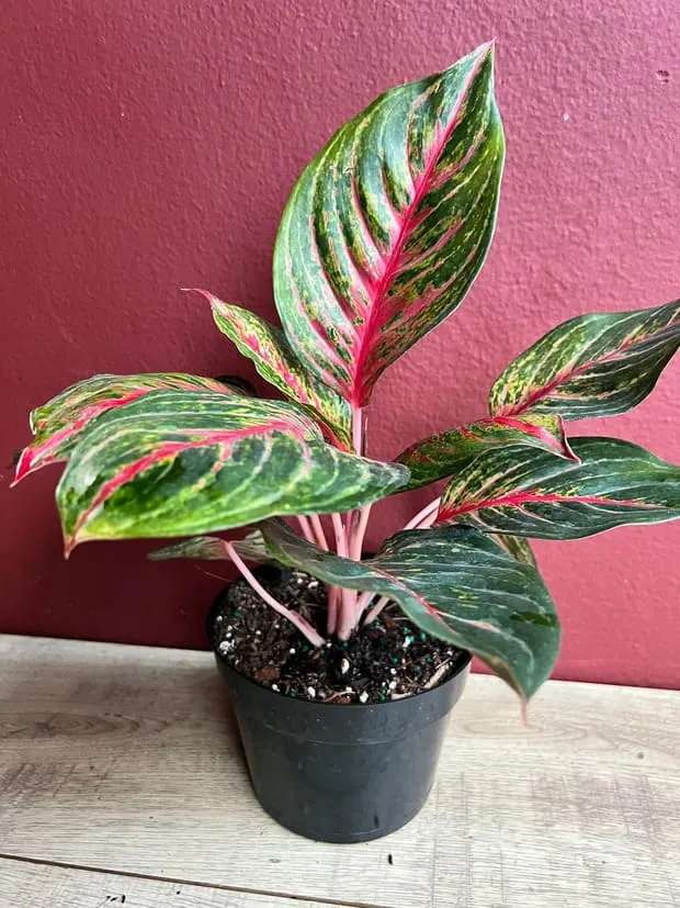 Red Aglaonema