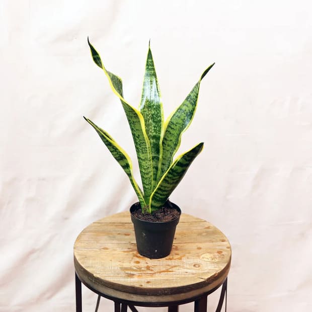 Sansevieria Snake Plant houseplant