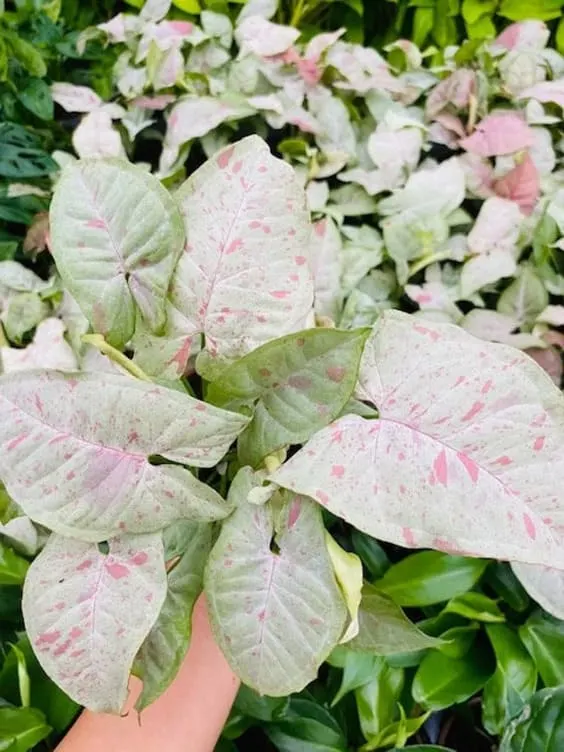 Syngonium Milk Confetti planta rosa