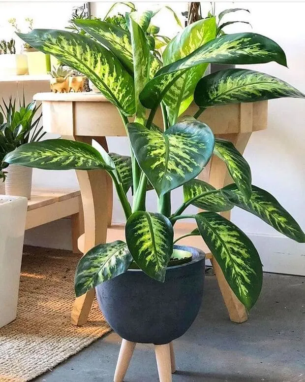 beautiful houseplants for the home