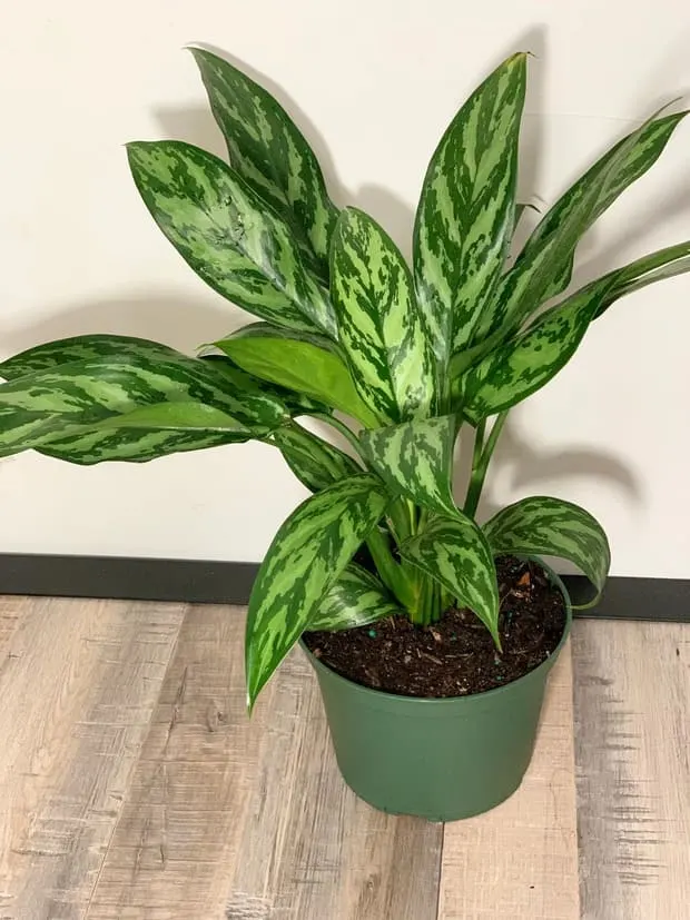 Chinese Evergreen