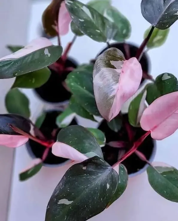 Philodendron Pink Princess, pink houseplant