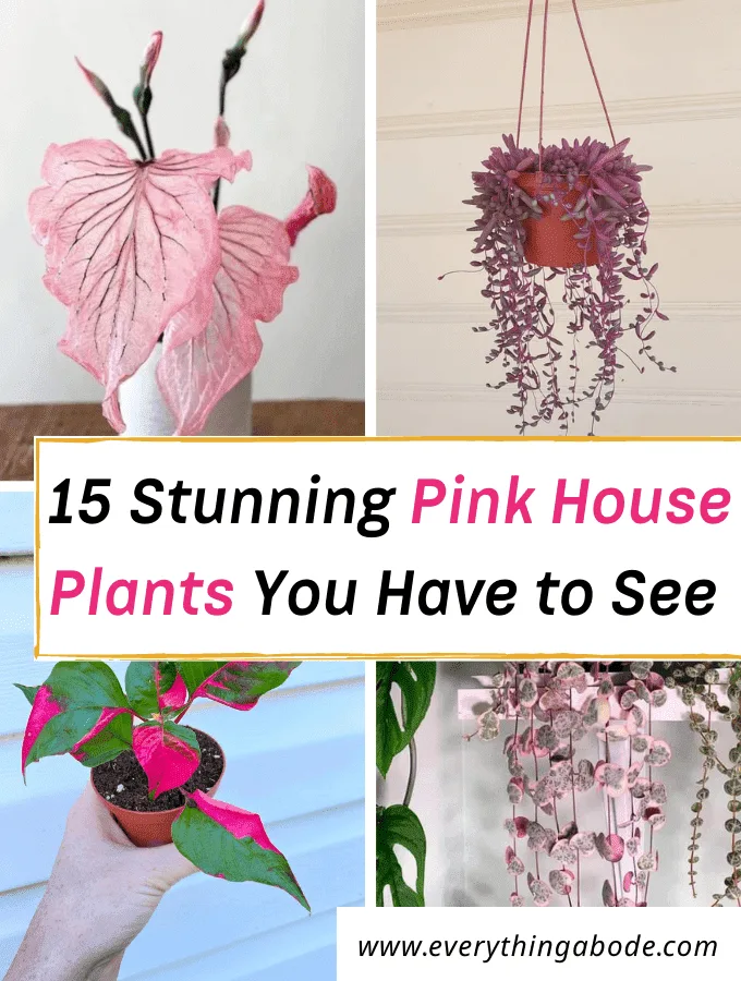 pink house plants