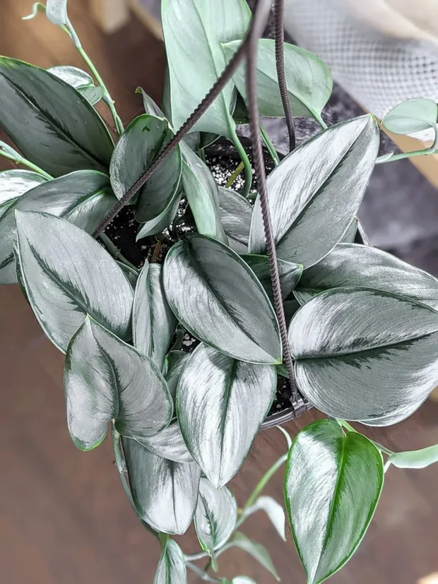 Sterling Silver Pothos