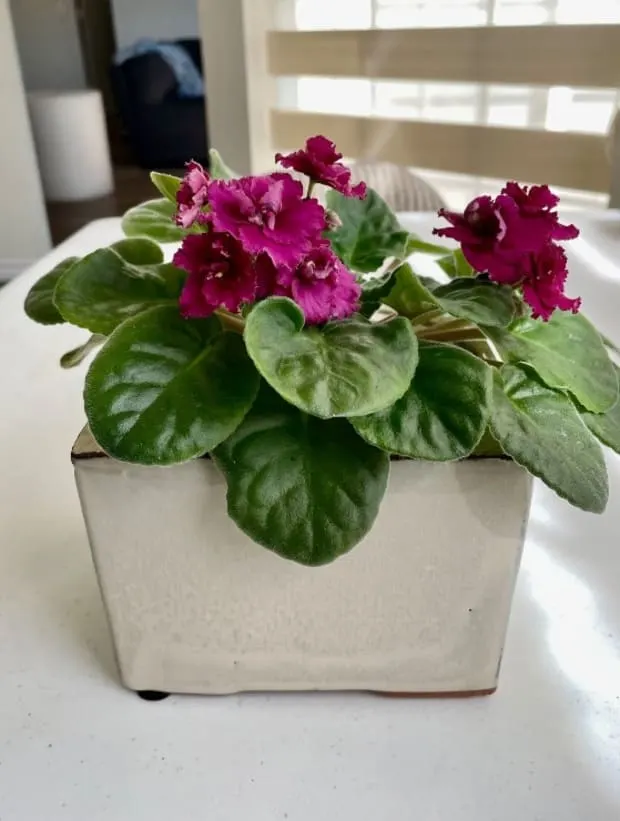 the african violet plant