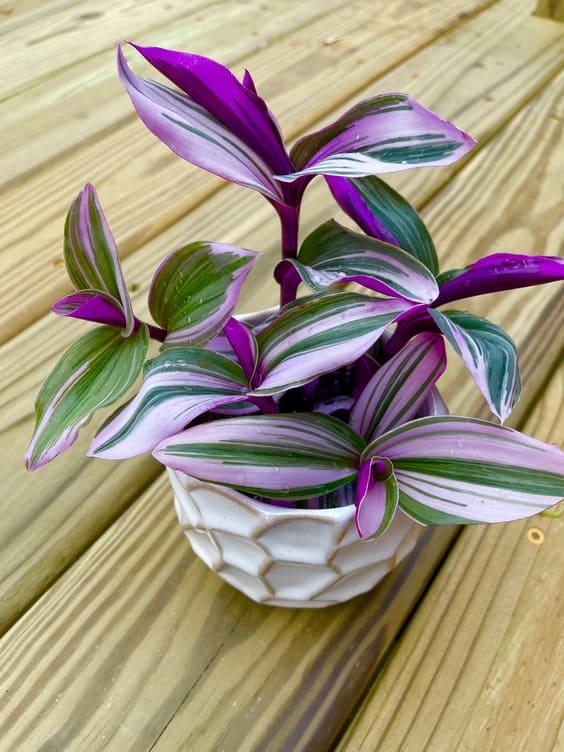 a little purple plant to provide motivation