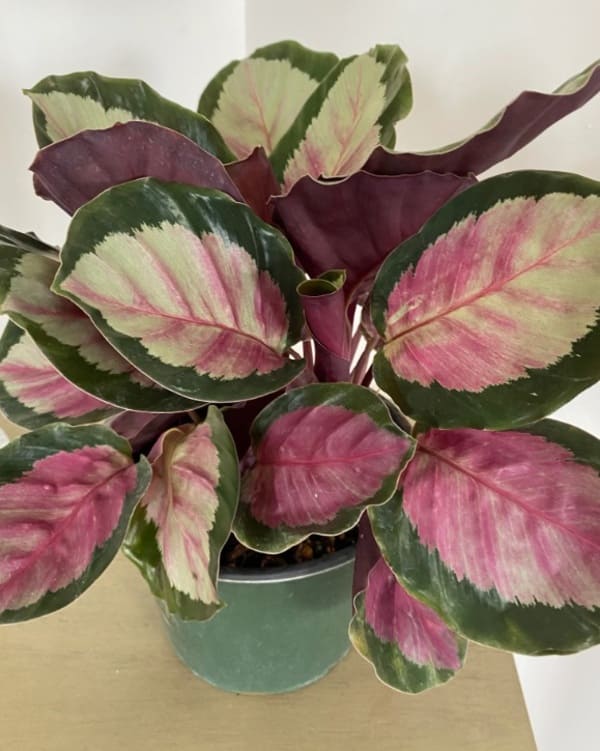 Calathea roseopicta ‘Rosy' indoor small plant