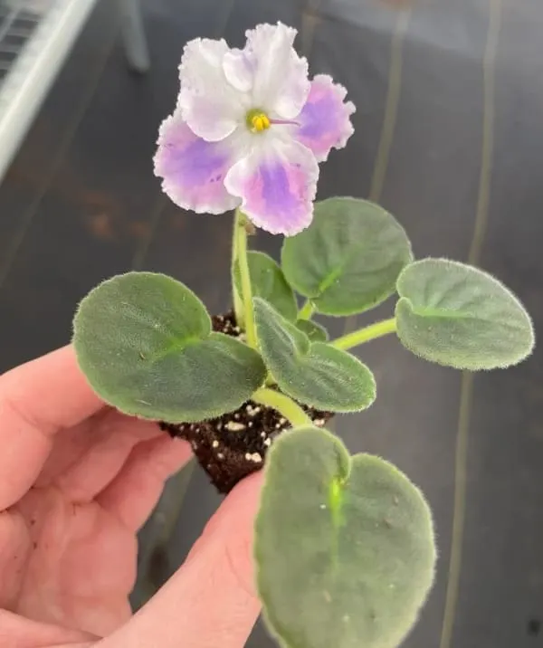 african violet small indoor house plant