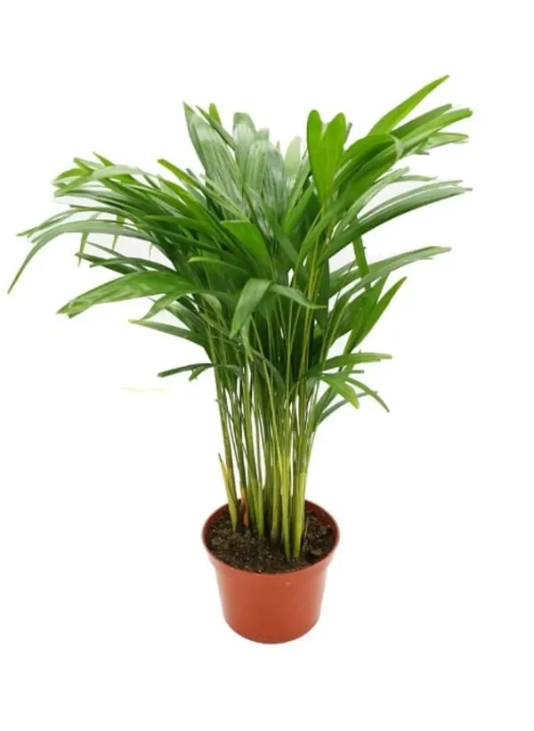 arcea palm plant for small indoor houseplants