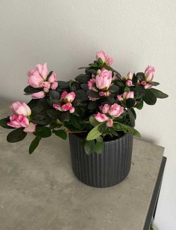 azalea plant for small indoor houseplants