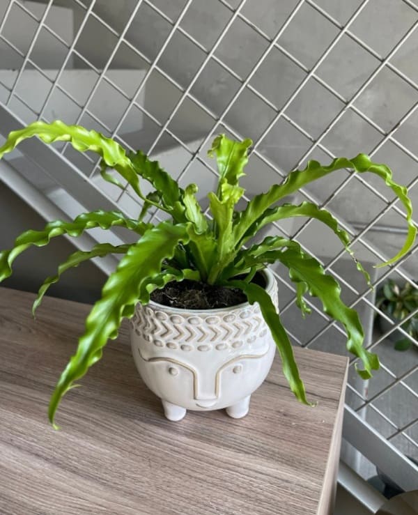 birds nest fern small plant for indoors