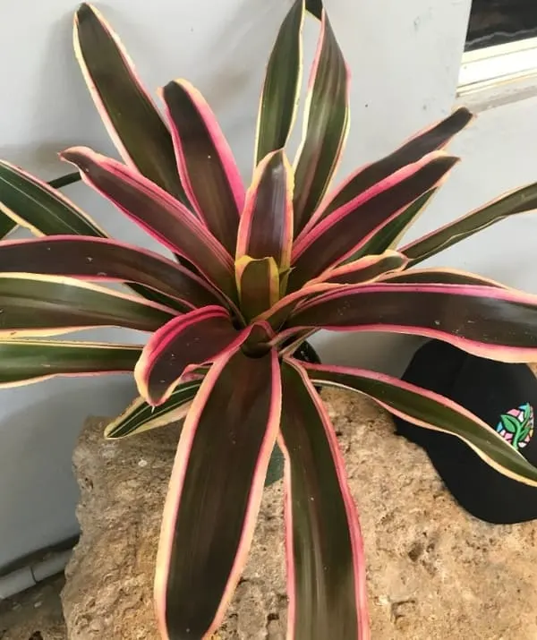 bromeliad small plant for indoors