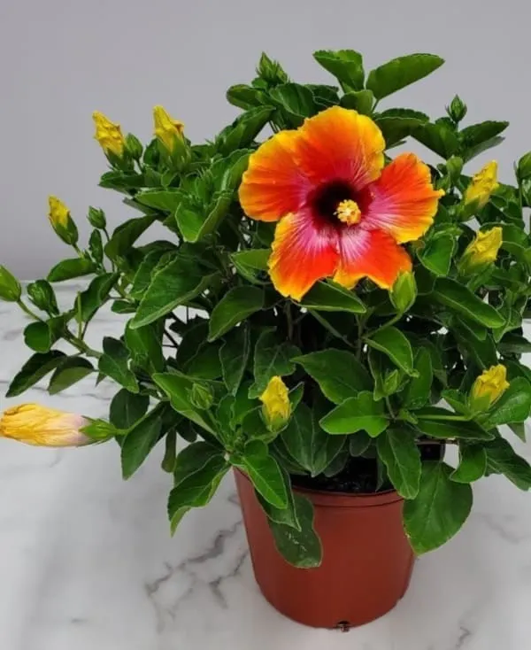 Chinese hibiscus plant for small indoor houseplants