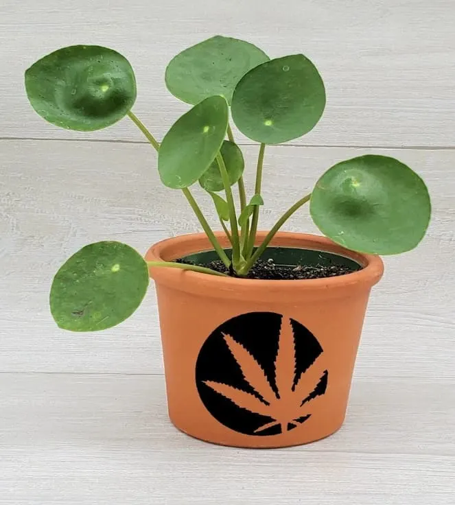 Chinese Money Plant, a good luck plant for indoors