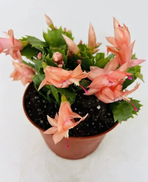 Christmas cactus indoor house plant
