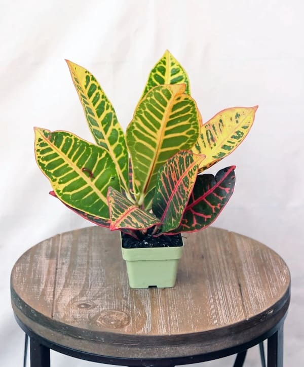 croton small plant for small indoor houseplants