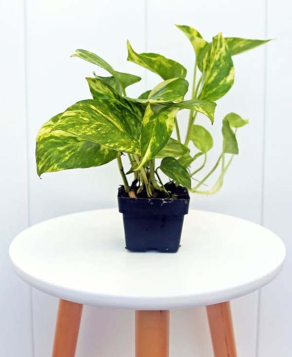 golden pothos plant