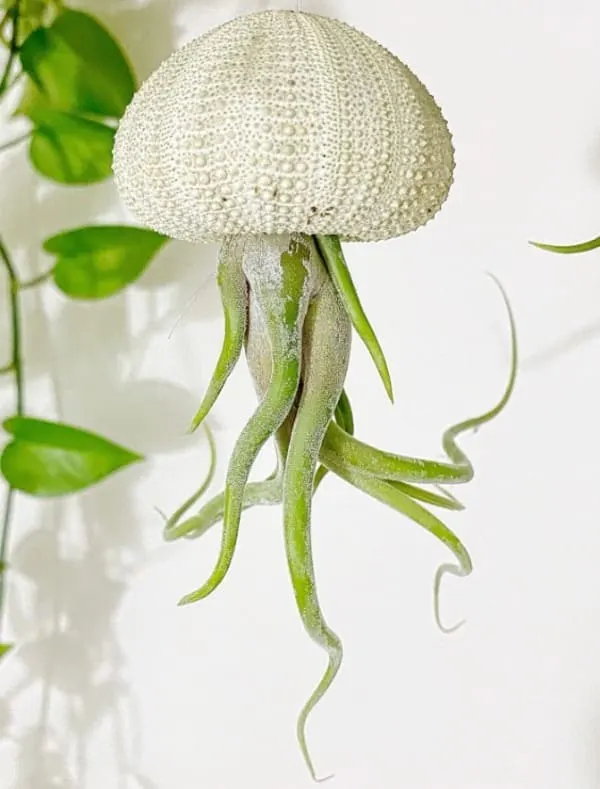 jellyfish hanging air plant for indoors
