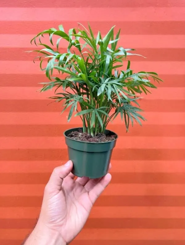 parlor palm house plant for small plant for indoors
