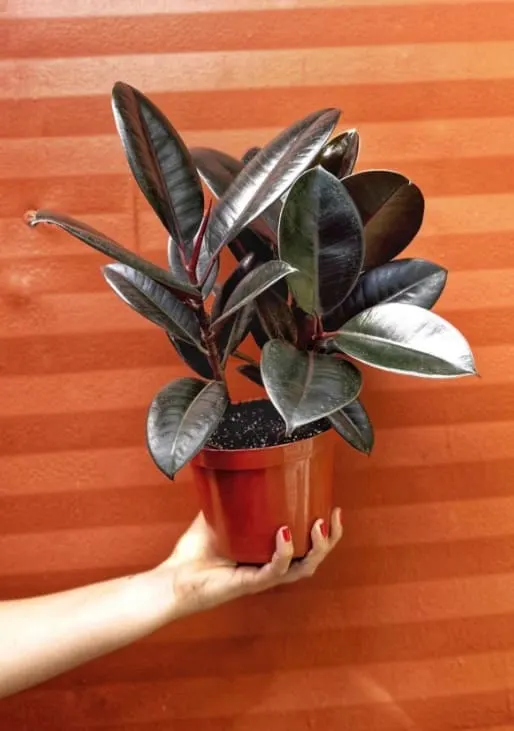 Rubber Plant Ficus elastica 6" Pot | Ficus Burgundy Tree