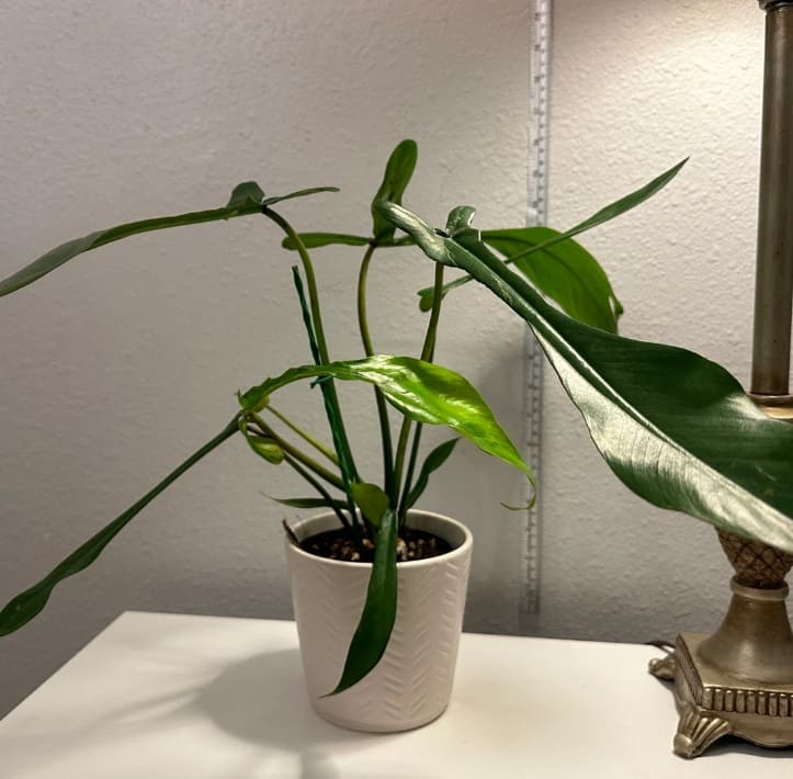 Philodendron Joepii small indoor house plant