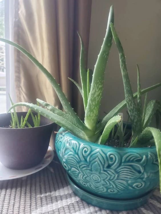 aloe Vera house plant