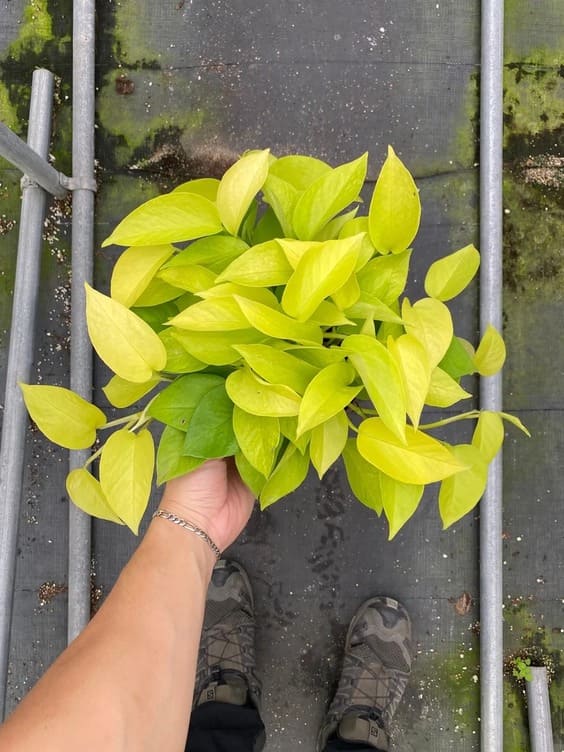 Neon Pothos Live, Easy Houseplant