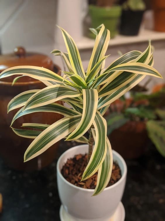 The Dracaena indoor houseplant