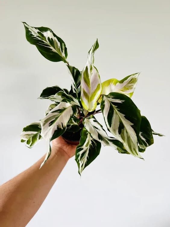 Calathea Stella Live Houseplant