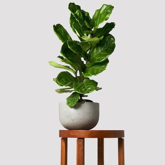 Fiddle Leaf Fig small house plant