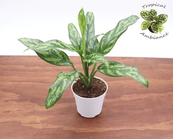 Chinese Evergreen small plant for homes