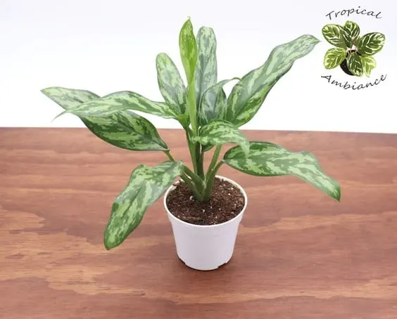 Chinese Evergreen small plant for homes