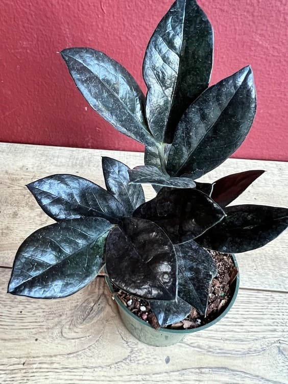 black ZZ House Plant is a small tropical evergreen