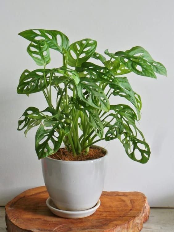 Monstera (Swiss Cheese indoor houseplant)