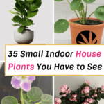 small indoor houseplants for the home
