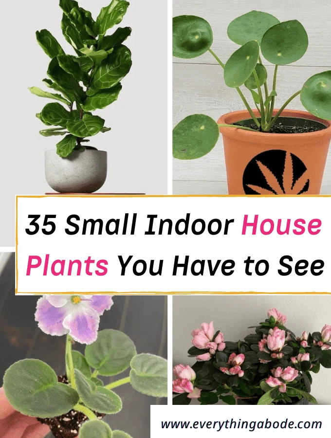 small indoor houseplants for the home