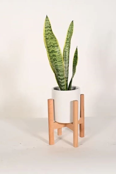 Live Plant Snake Plant with small 5" Indoor Ceramic Planter and Wood Stand