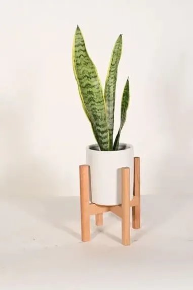 Live Plant Snake Plant with small 5" Indoor Ceramic Planter and Wood Stand