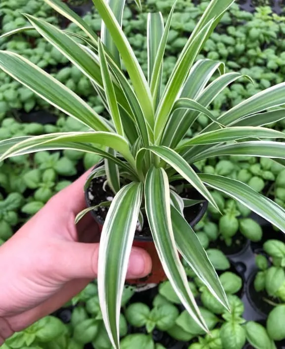 Spider Plant