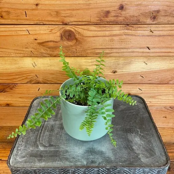 Boston fern (Nephrolepis exaltata)