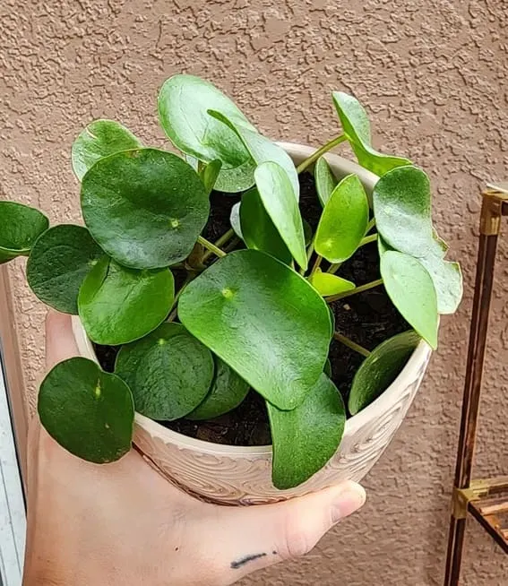 Friendship Plant (Pilea involucrata)