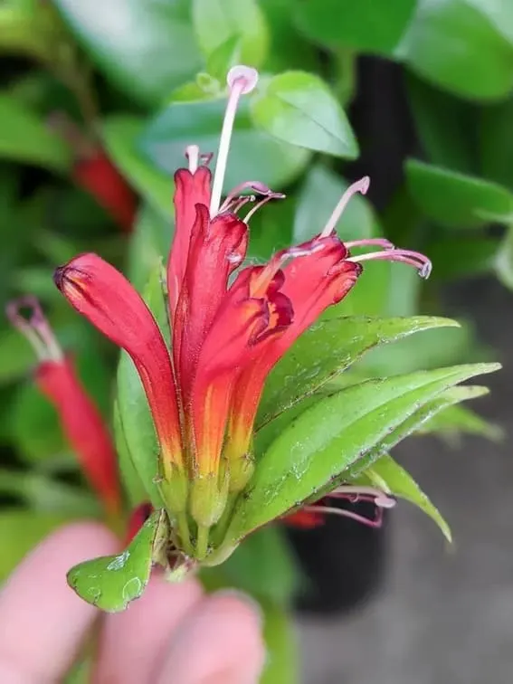 Lipstick Plant (Aeschynanthus radicans)