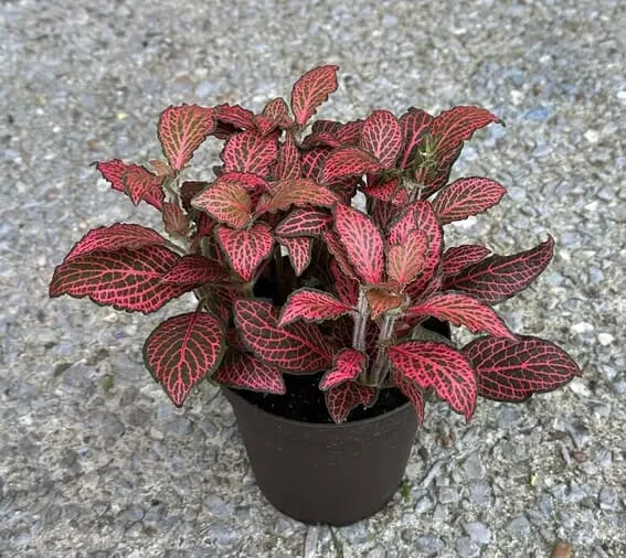 Nerve Plant (Fittonia)