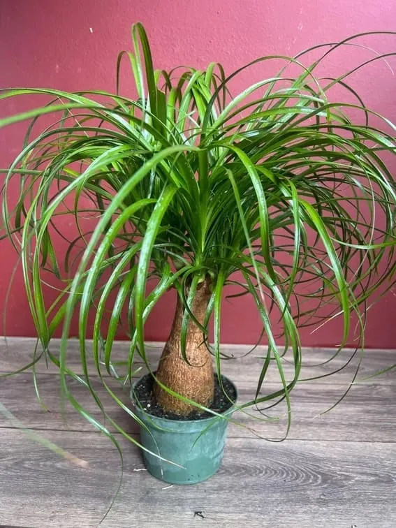 Ponytail Palm (Beaucarnea recurvata)