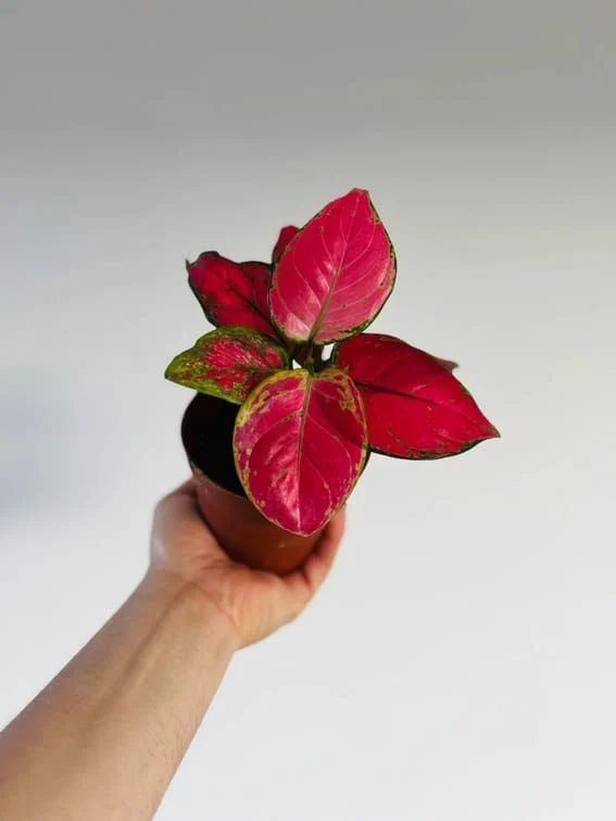 Red Aglaonema (Aglaonema Siam Aurora)